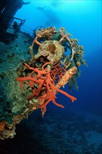 Toxic Finger Sponge (Negombata Magnifica) on wreck sunk for divers Cedar Pride
