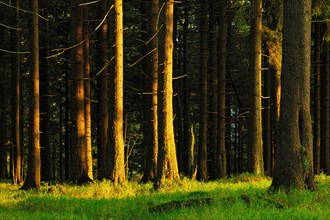 Typical spruce forest in the last evening light