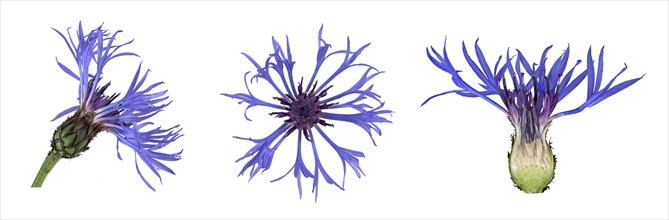 Perennial cornflower (Cyanus montanus)