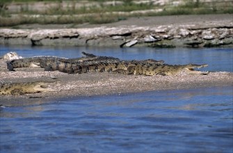 American crocodile (Crocodylus acutus) sunning itself on a sandbank