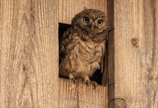 Little owl (Athene noctua)