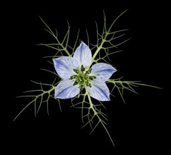 Love in a mist (Nigella damascena)