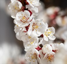 Apricot (Prunus armeniaca) blossom
