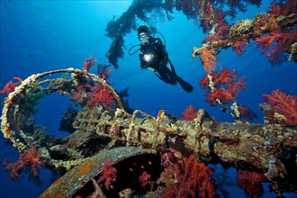 Diver looking at red soft corals (Dendronephthya) on shipwreck Cedar Pride
