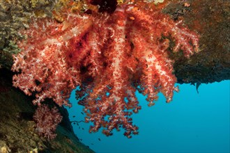 Healthy soft coral Hemprich's tree coral (Dendronephthya hemprichi) growing on overhang of coral reef