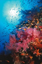 Red soft corals on rock wall of coral reef