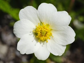 Flower of the White dryad (Dryas octopetala)