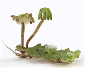 Common liverwort (Marchantia polymorpha)
