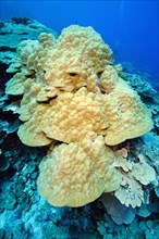 Mountain Coral (Porites lutea)