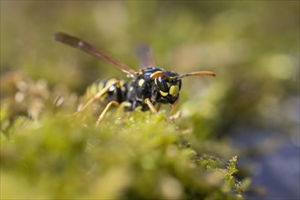 Field Wasp (Polistinae) on moss