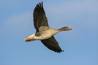 Greylag goose (Anser anser) in flight
