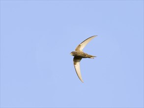 Common Swift (Apus apus)
