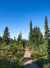 Wooden trail in the forest