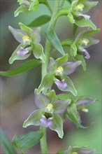 Broad-leaved marsh orchid (Epipactis helleborine) Flowers of an orchid