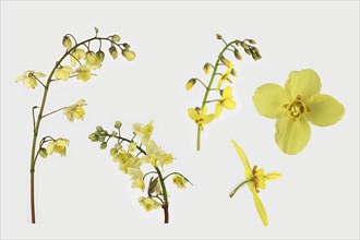 Sulphur coloured barrenwort (Epimedium x versicolor Sulphureum)