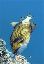 Titan triggerfish (Balistoides viridescens) feeding on stone coral