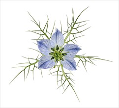 Love in a mist (Nigella damascena)