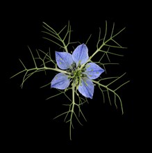 Love in a mist (Nigella damascena)