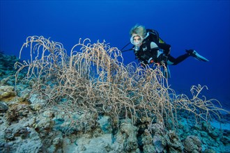 Diver looking at leather corals (Sinularia)