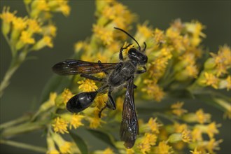 Grass carrying wasp (Isodontia mexicana) on Canada goldenrod (Solidago canadensis) Baden-Wuerttemberg