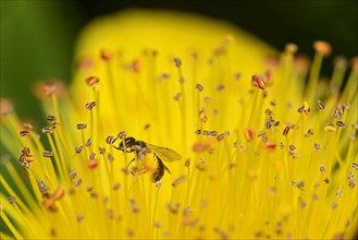 Halictus maculatus (Halictus maculatus) foraging for pollen in a St. John's wort flower
