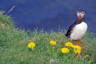 Flowers and puffins on grass
