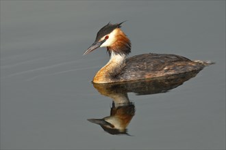 Great crested grebe (Podiceps cristatus) swimming on a lake