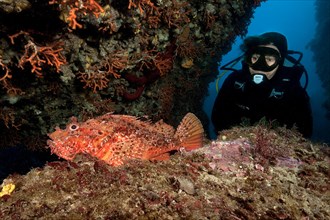 Diver looking at Large Red Scorpionfish (Scorpaena scrofa)