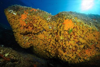 Rock overhang with colony of yellow crustose anemones (Parazoanthus axinellae)