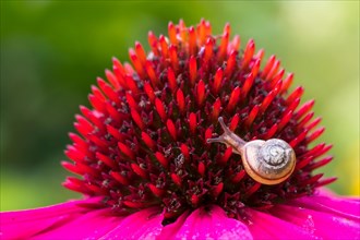 Juvenile gastropod snail on (echinacea) flower