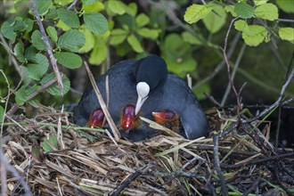 Common coot (Fulica atra) hooing chicks