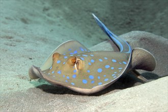 Bluespotted ribbontail ray (Taeniura lymma) swimming over sandy bottom Red Sea