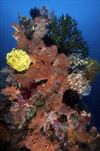 Feather stars (Cenometra bella) on Sponge (Porifera)