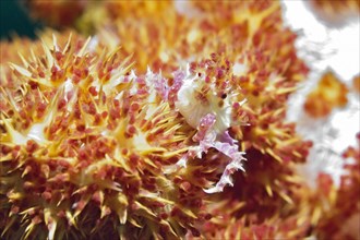 Dendronephtya Crab (Hoplophrys oatesii) sitting on soft coral (Alcyonacea)