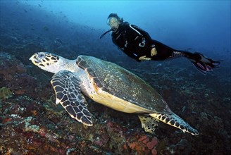 Diver looking at large Hawksbill sea turtle (Eretmochelys imbricata)