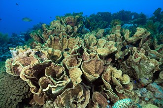 Disc coral (Turbinaria conspicua)