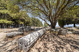 Overturned Roman columns under a tree