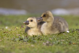 Young Greylag geese (Anser anser) cuddle up to each other