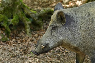 Wild boar (Sus scrofa) wild boar