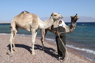 Bedouin with Dromedary (Camelus dromedarius)
