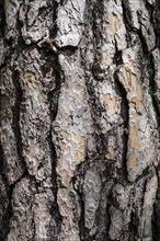 Bark of Scots pine (Pinus sylvestris)