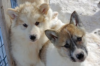 Two young sled dogs with thick fur look into the camera