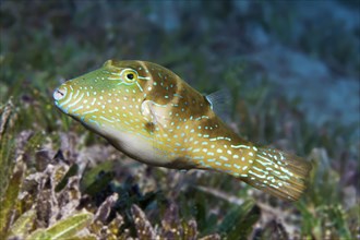 Crowned Puffer (Canthigaster coronata) swimming over seagrass meadow