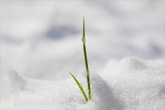 Iced blade of grass protruding from a snow cover