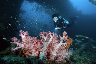 Diver dives through shipwreck of sunken passenger ferry King Cruiser and views soft coral (Dendronephthya)