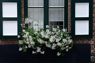 White geraniums at window
