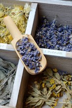 Various dried plants in wooden box with wooden shovel