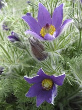 Common pasque flower (Pulsatilla vulgaris) purple
