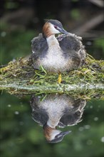 Great crested grebe (Podiceps cristatus) with mirror image sitting on the nest