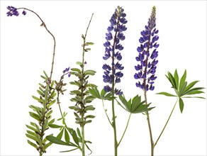 Flowers and seed stand of the Lupin (Lupinus)